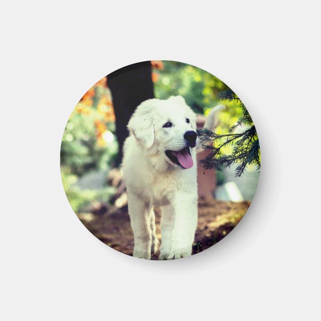 Hund, Haustier, Kanine Magnet (Vorne)