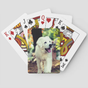 Hund, Haustier, Kanine Spielkarten