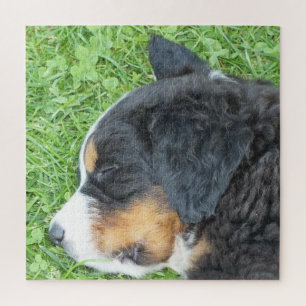 Hund, Haustier, niedlich, Tier, Rasse, Rätsel, Wel