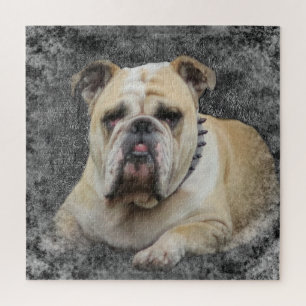 Hund, Haustier, niedlich, Tier, Rasse, Rätsel, Wel