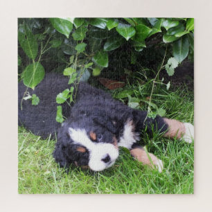 Hund, Haustier, süß, Tier, Rasse, Rätsel,,Welpe,