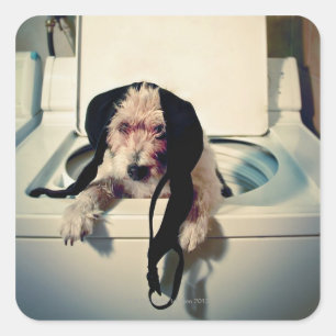 Hund hilft beim Waschen Quadratischer Aufkleber