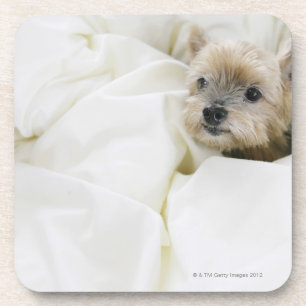 Hund im Bett Untersetzer