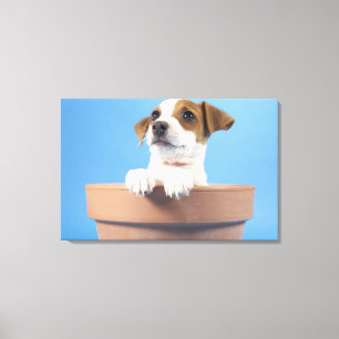 Hund im Flowerpot Leinwanddruck