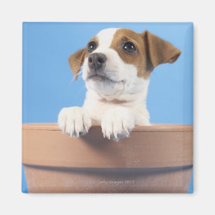 Hund im Flowerpot Magnet