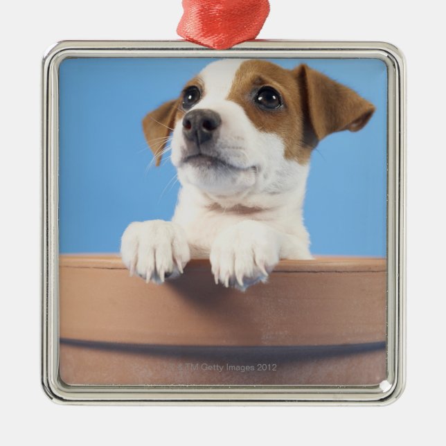 Hund im Flowerpot Silbernes Ornament (Vorne)