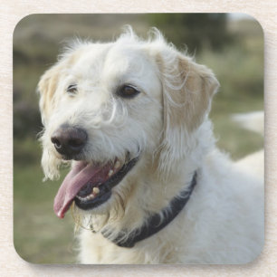 Hund im Heideland Untersetzer