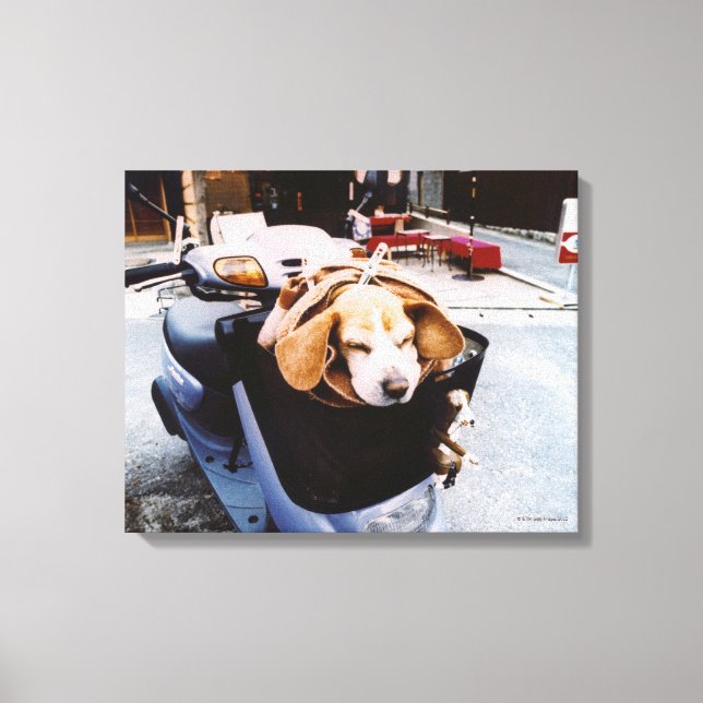 Hund im Korb des Motorroller Leinwanddruck (Vorderseite)