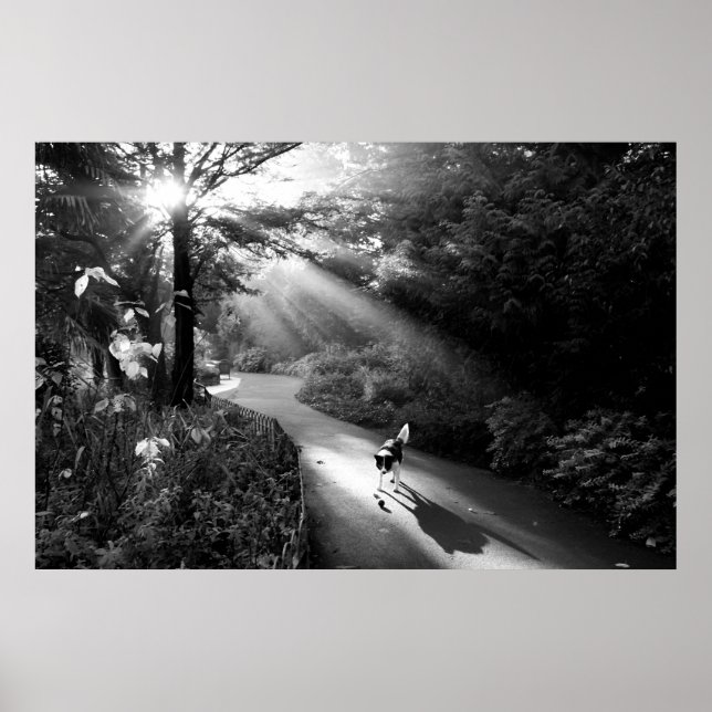 Hund im Morgensonnenlicht Poster (Vorne)