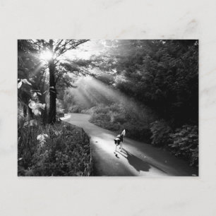 Hund im Morgensonnenlicht Postkarte