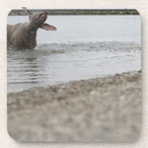 Hund im See, der weg vom Wasser rüttelt Getränkeuntersetzer