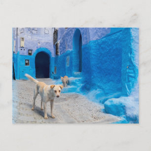 Hund in der blauen Stadt Postkarte