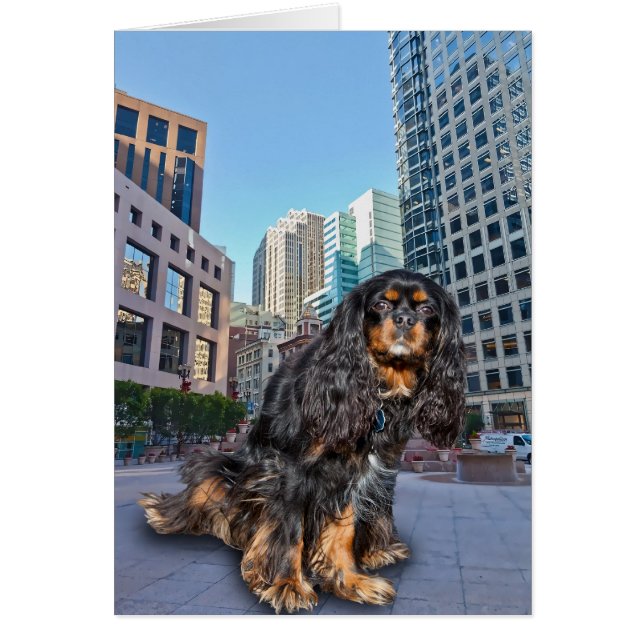 HUND IN DER STADT (Vorne)