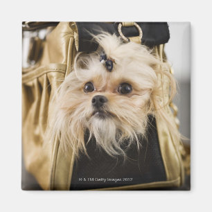 Hund in einem Geldbeutel Magnet