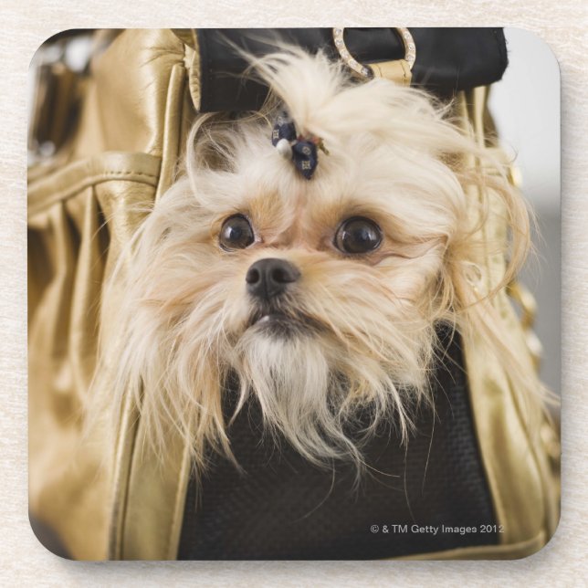 Hund in einem Geldbeutel Untersetzer (Vorderseite)