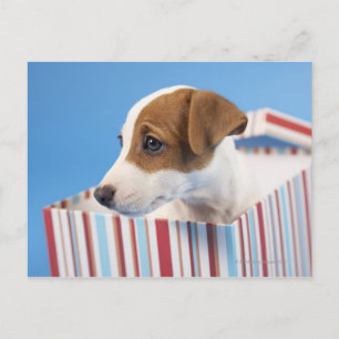 Hund in einer Geschenkboxen Postkarte