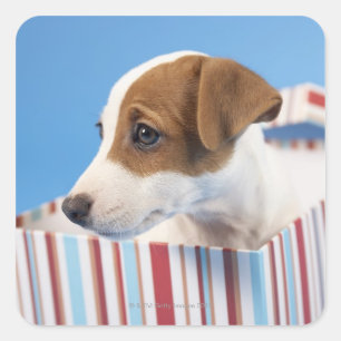 Hund in einer Geschenkboxen Quadratischer Aufkleber