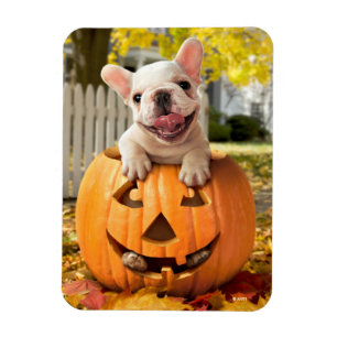 Hund in Jack-o-Lantern Magnet