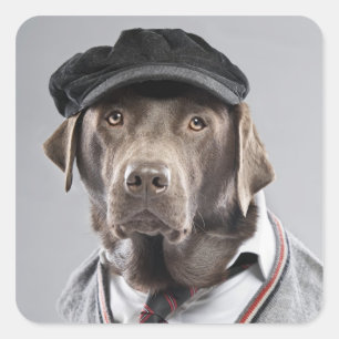 Hund in Pullover und Kapsel Quadratischer Aufkleber