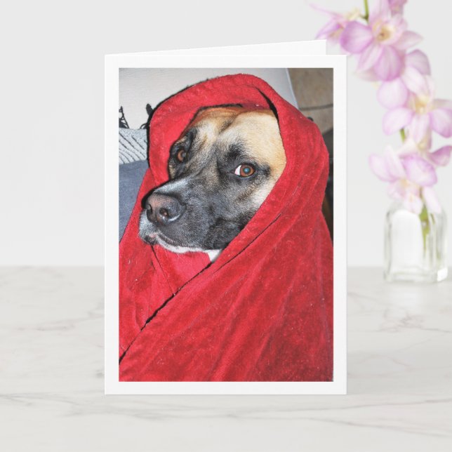 Hund in Red Blanket Portrait Karte (Orchidee)