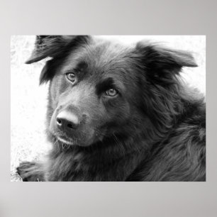 Hund in Schwarz-Weiß Poster