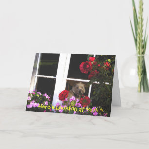 Hund in Window Irish Proverb Card Karte