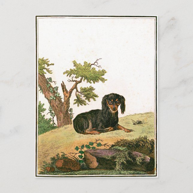 Hund - kontinentaler SpielzeugSpaniel Postkarte (Vorderseite)