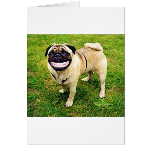 Hund lächelt Mops (Vorne)