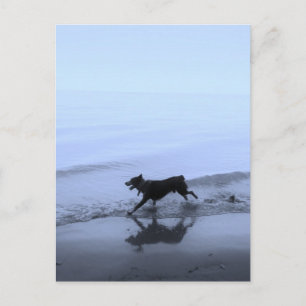 Hund läuft am Strand Postkarte