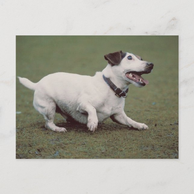 Hund läuft postkarte (Vorderseite)