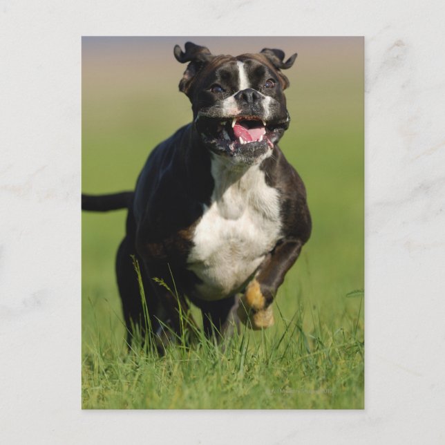 Hund läuft postkarte (Vorderseite)