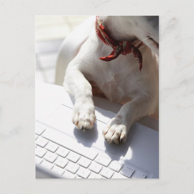 Hund legt sich die Hände auf einen Laptop Postkarte (Vorderseite)