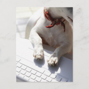 Hund legt sich die Hände auf einen Laptop Postkarte