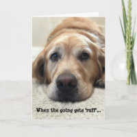 Hund Lover Get Well Card