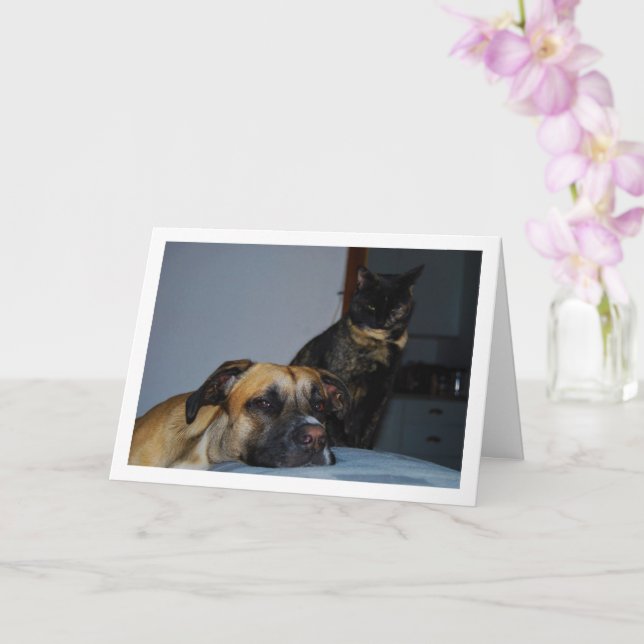 Hund mit Cat Portrait Karte (Orchidee)