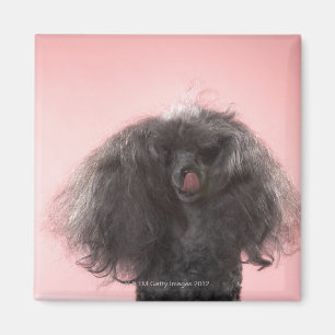 Hund mit dem Haar vor Gesicht und Zunge heraus Magnet
