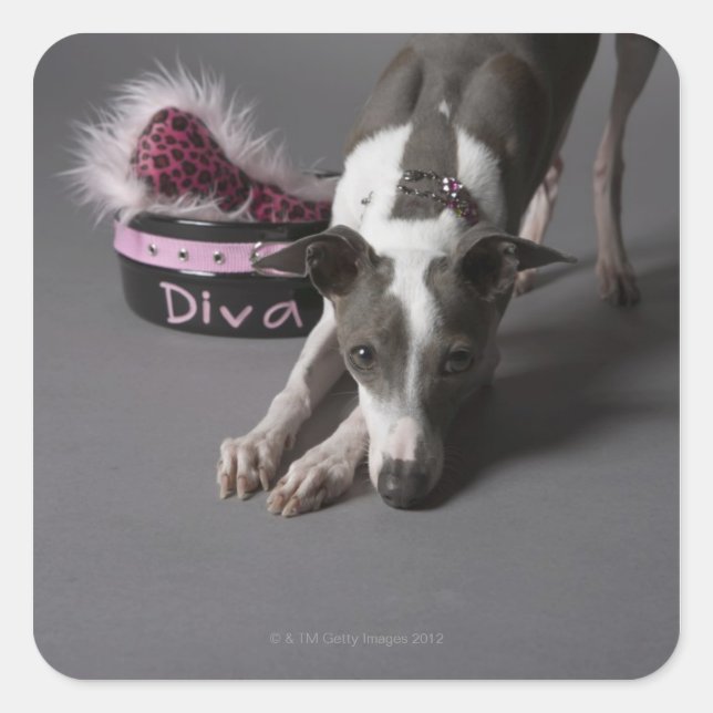 Hund mit Diva-Schüssel, Sniffboden Quadratischer Aufkleber (Vorderseite)