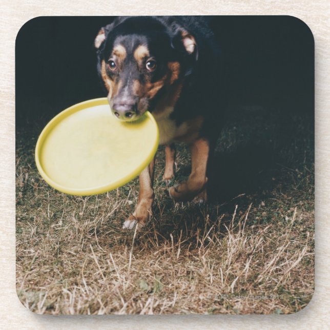 Hund mit Frisbee im Mund Untersetzer (Vorderseite)