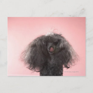 Hund mit Haar vor dem Gesicht und Zunge heraus Postkarte