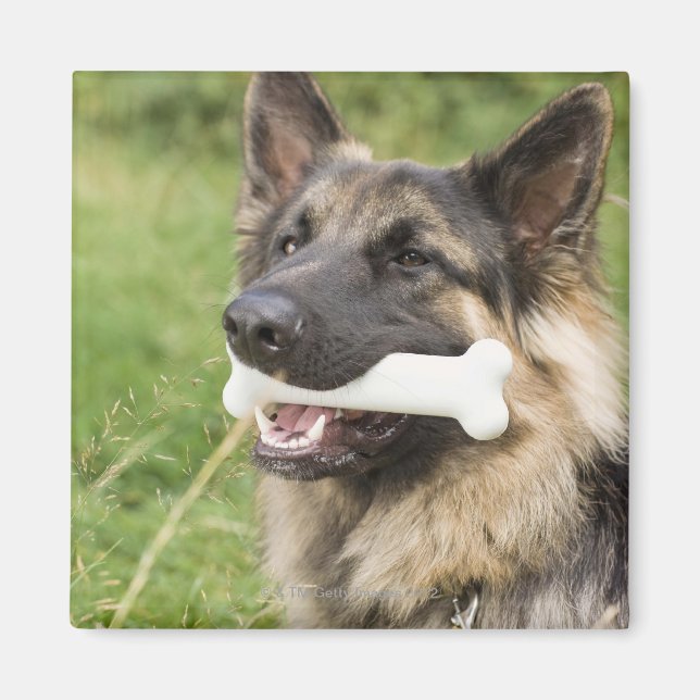 Hund mit Knochen Magnet (Vorne)