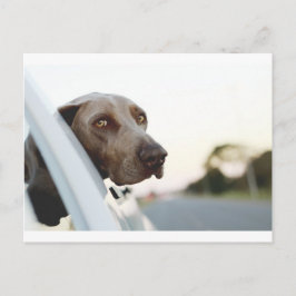 Hund mit Kopf aus einem Autofenster Postkarte