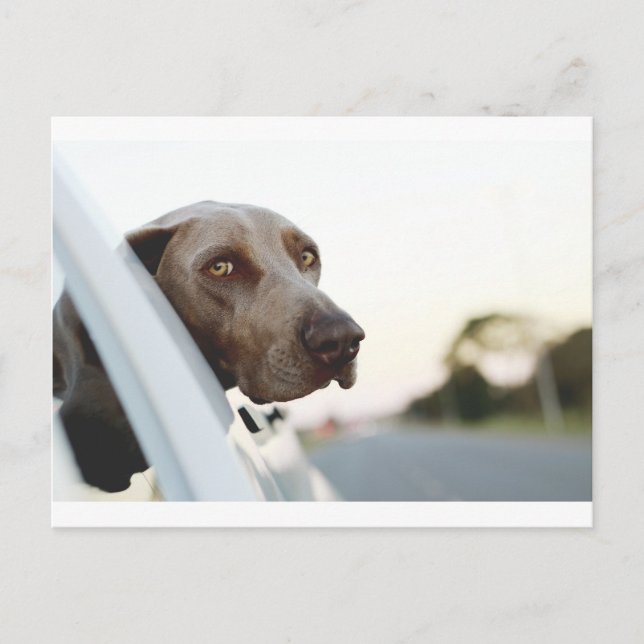 Hund mit Kopf aus einem Autofenster Postkarte (Vorderseite)