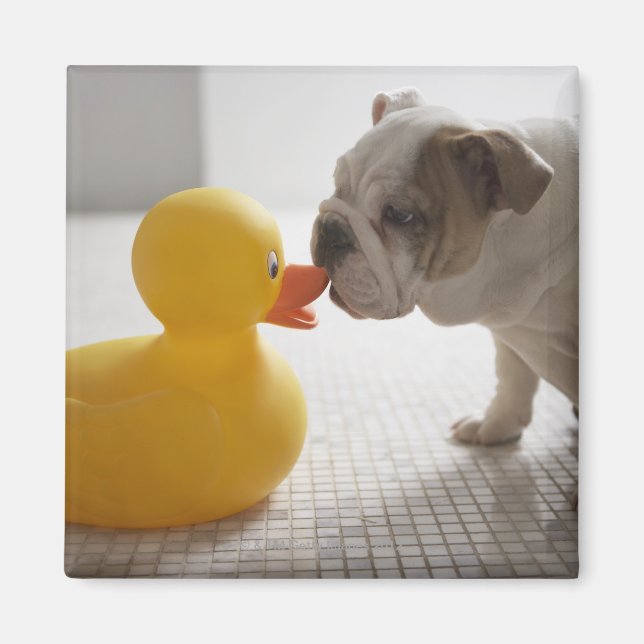 Hund mit Kunststoffente Magnet (Vorne)