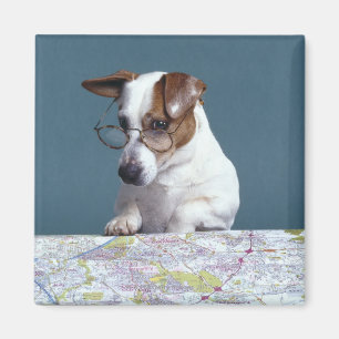 Hund mit Lesegläsern Karte studierend Magnet