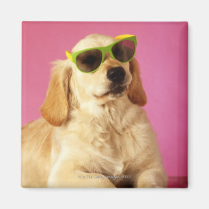 Hund mit Sonnenbrille 2 Magnet