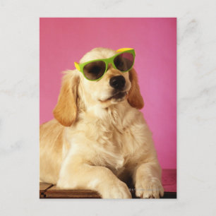 Hund mit Sonnenbrille 2 Postkarte