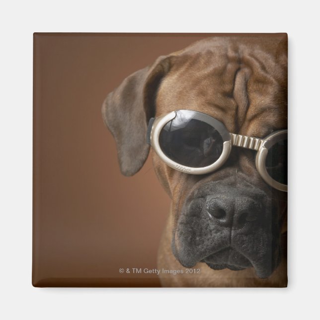 Hund mit Sonnenbrille 3 Magnet (Vorne)