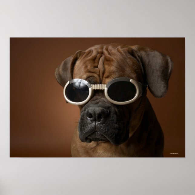 Hund mit Sonnenbrille Poster (Vorne)