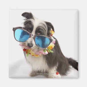 Hund mit Sonnenbrille und Parfait Magnet