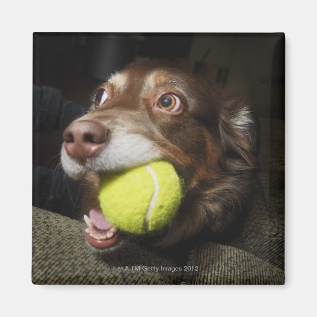 Hund mit Tennisball Magnet (Vorne)